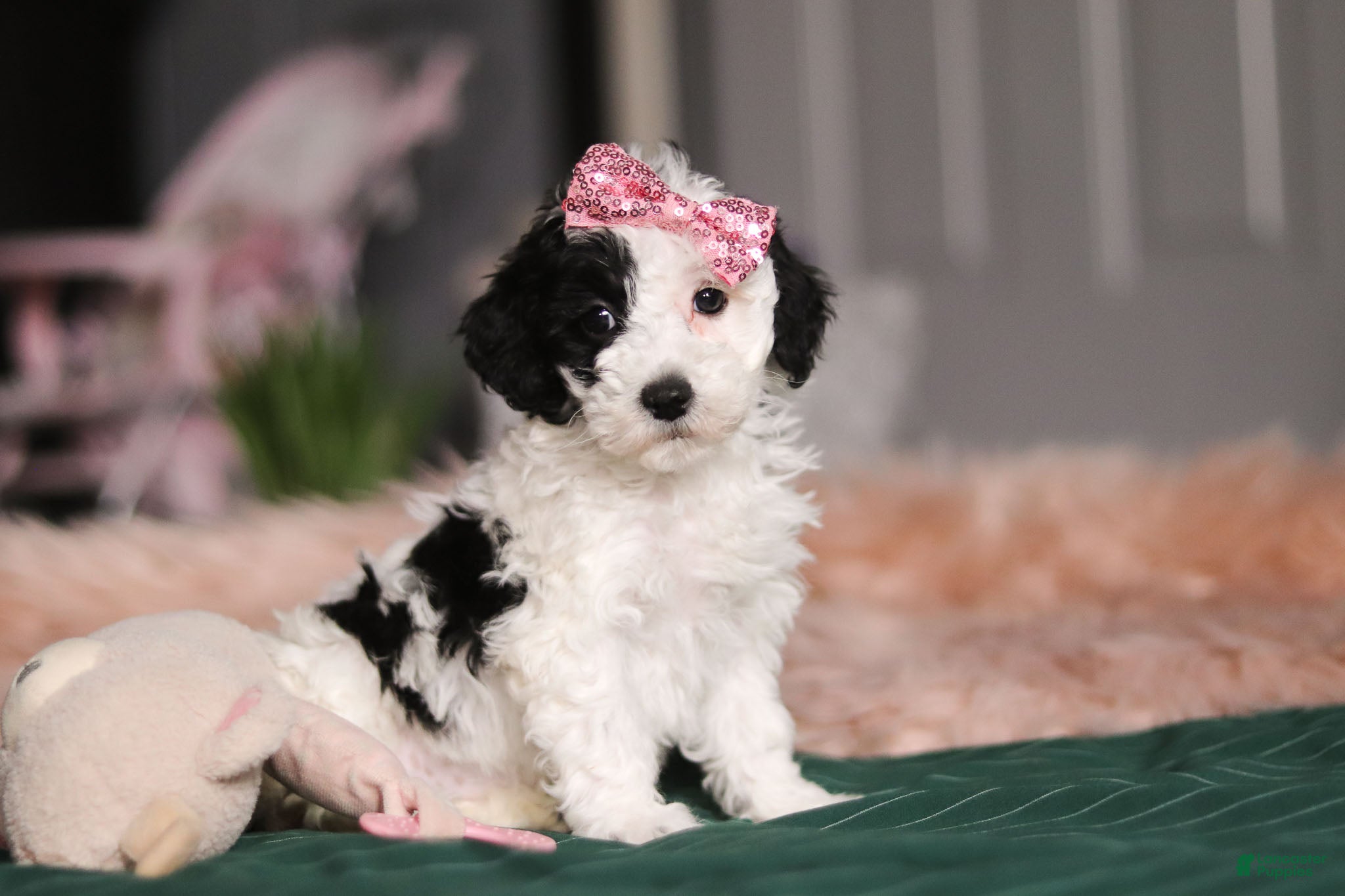 Miniature Poodle dogs Lilac - Ad 8