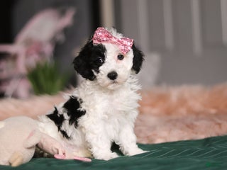 Miniature Poodle dogs Lilac - Ad 19