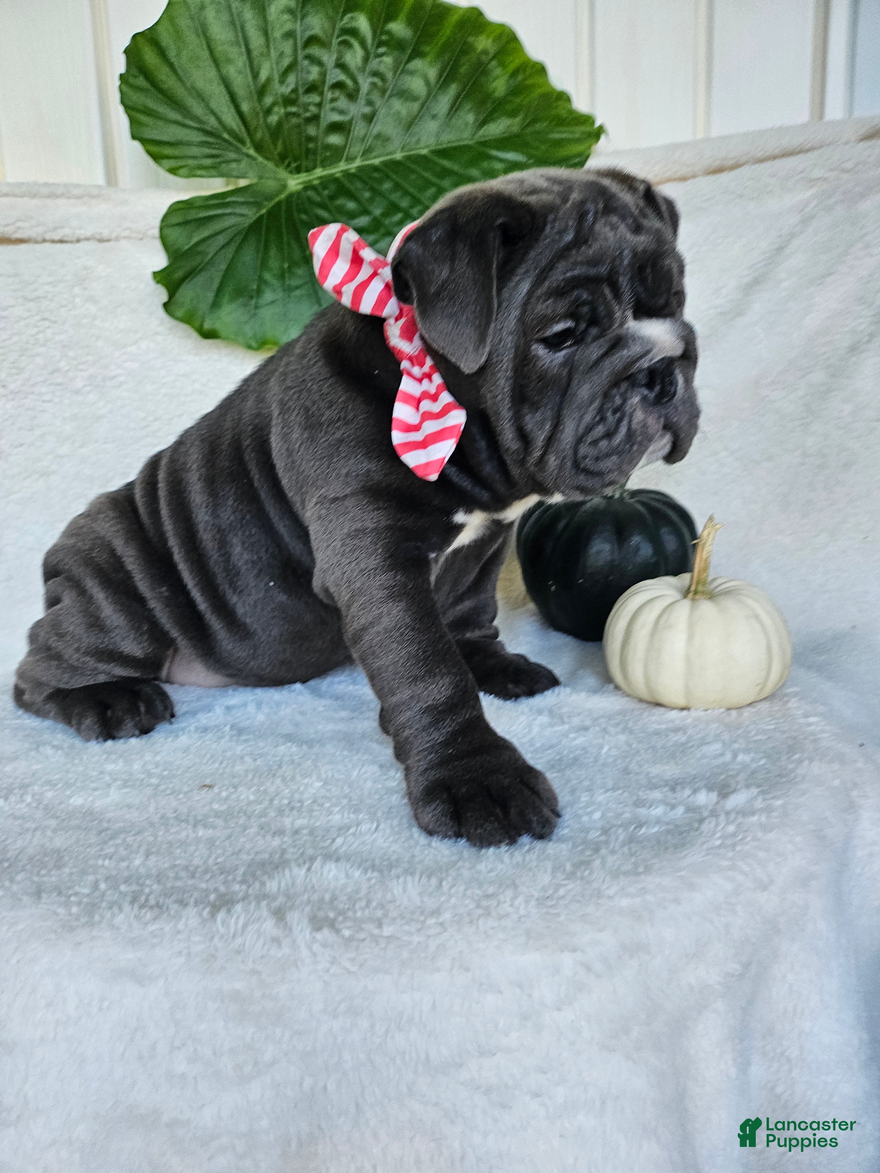 English Bulldog dogs for sale: Aurora - Ad 2