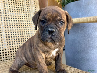 Olde English Bulldogge dogs Pixie - Ad 8