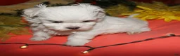 Maltese dogs for sale: Mable - Ad 6