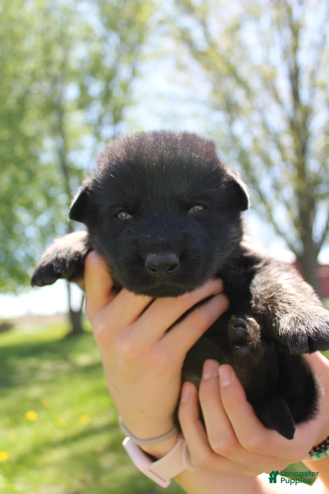German Shepherd dogs for sale: Alpha - Ad 1