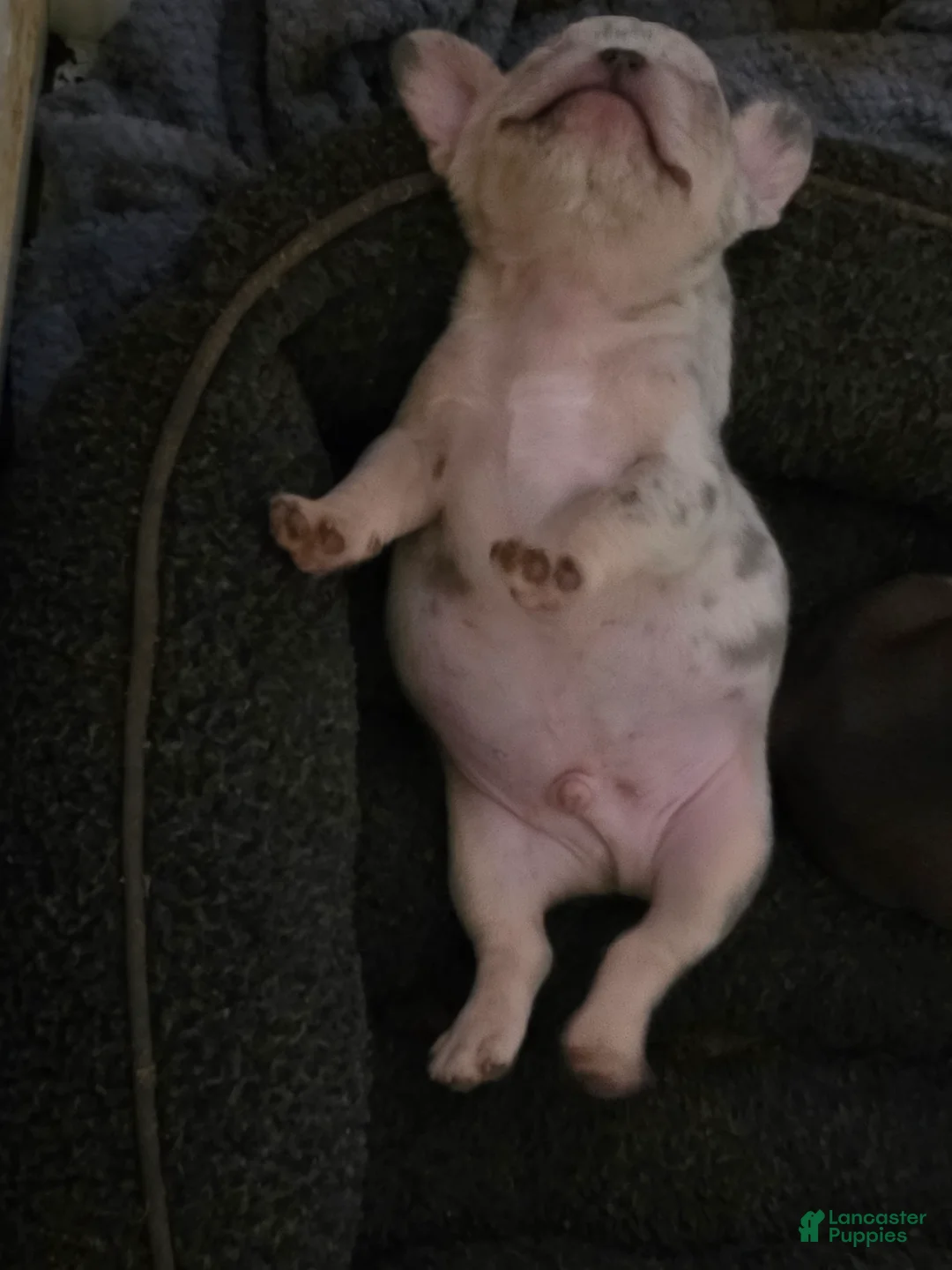 French Bulldog dogs for sale: French Bulldog 4 - Ad 1