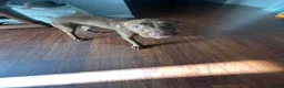 American Pit Bull Terrier dogs for sale: Peaches - Ad 5