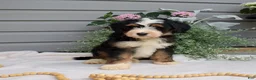 Mini Bernedoodle dogs for sale: Cedar - Ad 6