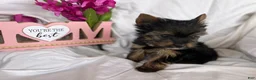 Yorkshire Terrier dogs for sale: Yorkshire Terrier Puppy 2 - Ad 6