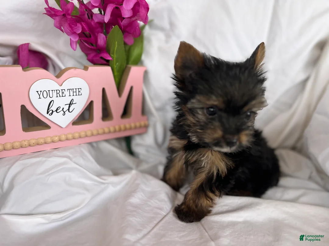 Yorkshire Terrier dogs for sale: Yorkshire Terrier Puppy 2 - Ad 6