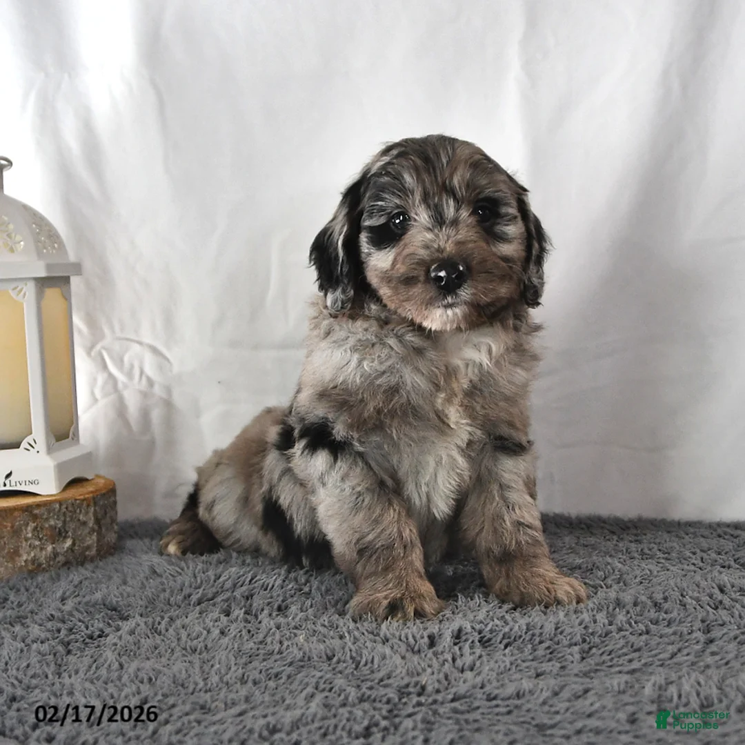 Mini Aussiedoodle dogs for sale: Lilac - Ad 2