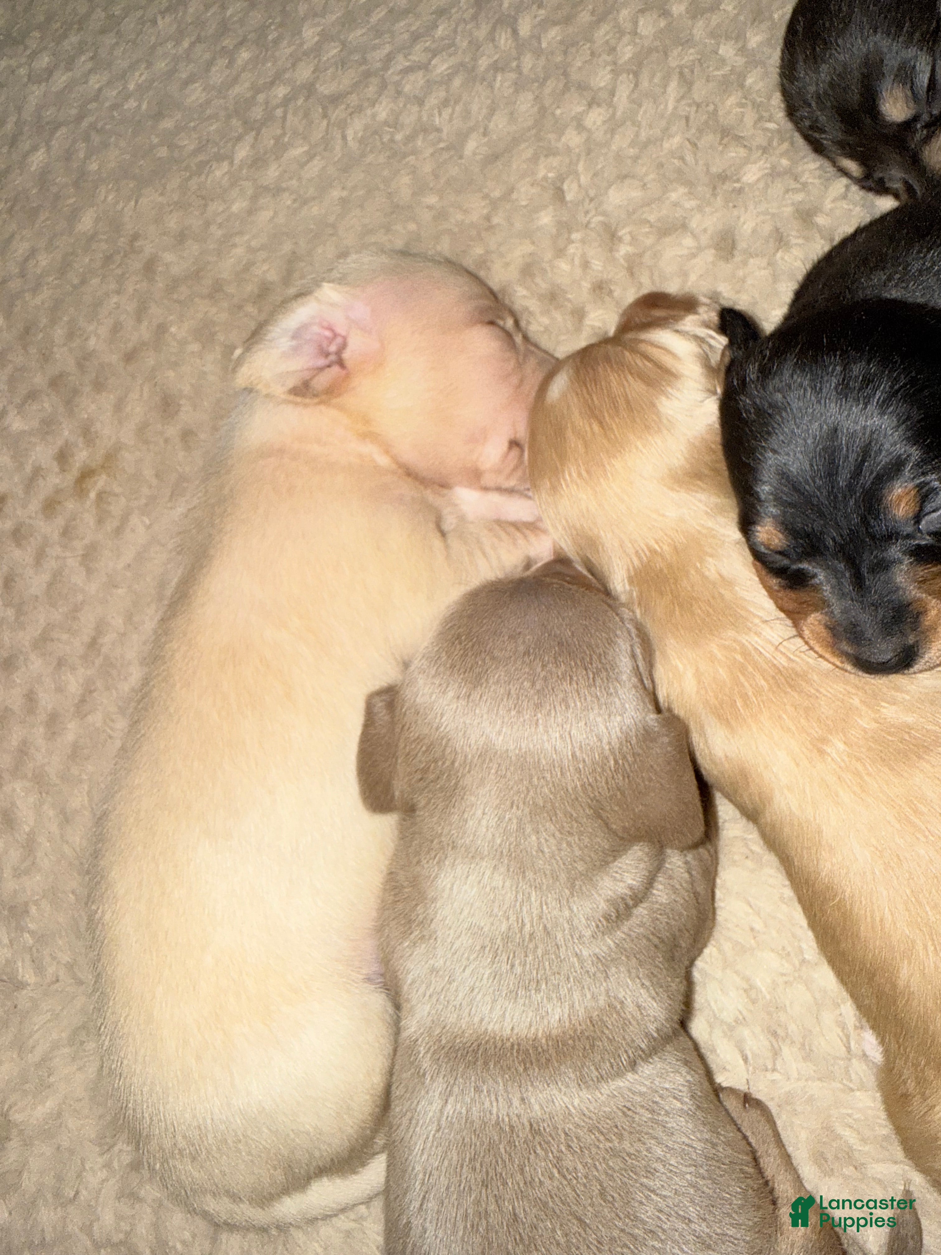 Dachshund dogs Dachshund Puppy 3 - Ad 13