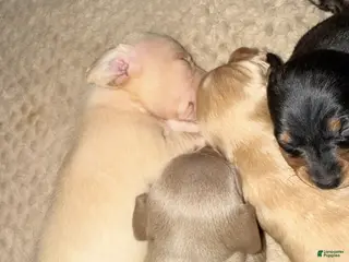 Dachshund dogs Dachshund Puppy 3 - Ad 16