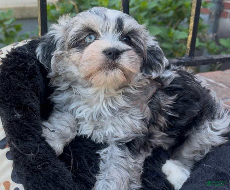 Shorkie dogs Shorkie Puppy 1 - Ad 1