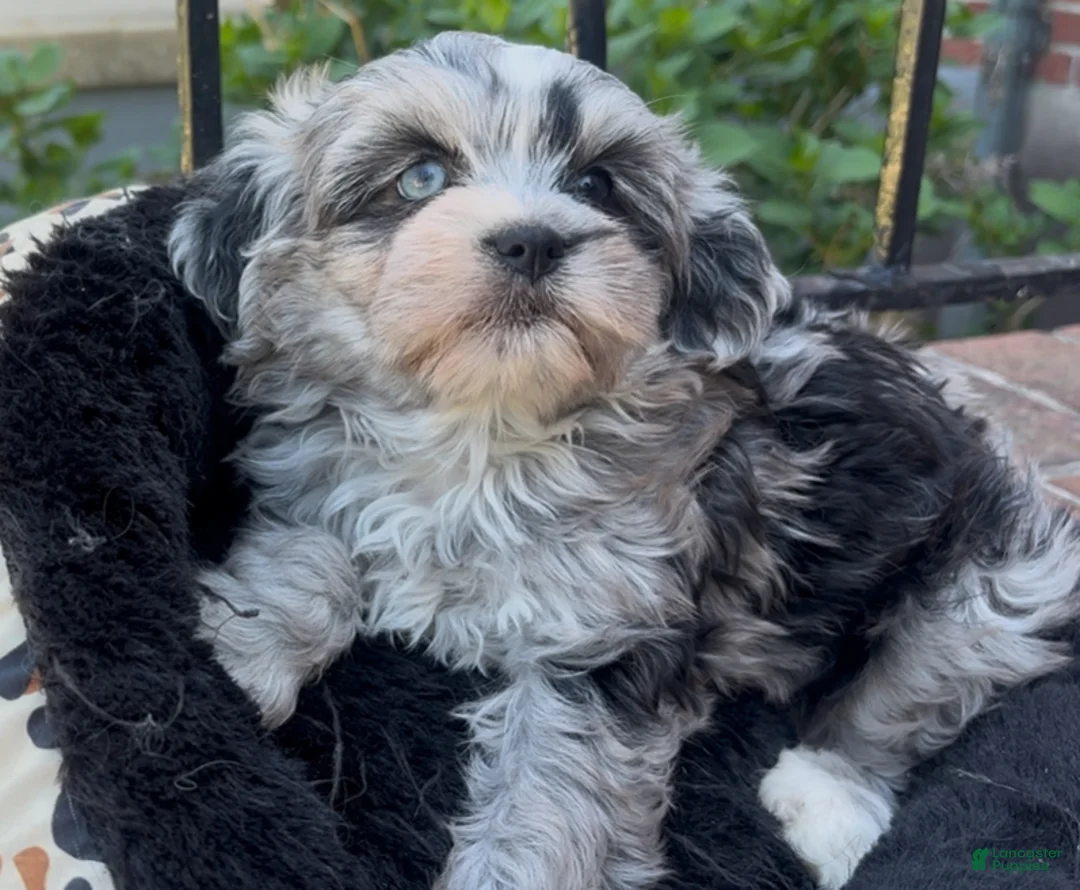Shorkie dogs for sale: Shorkie Puppy 1 - Ad 1
