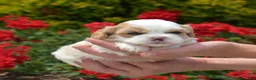 Mixed Breed dogs for sale: Timber - Ad 3