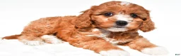 Cavapoo dogs for sale: Lilly - Ad 5