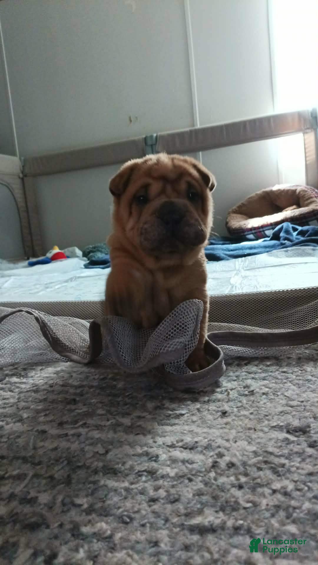 Shar Pei dogs Shar Pei (female)  - Ad 2