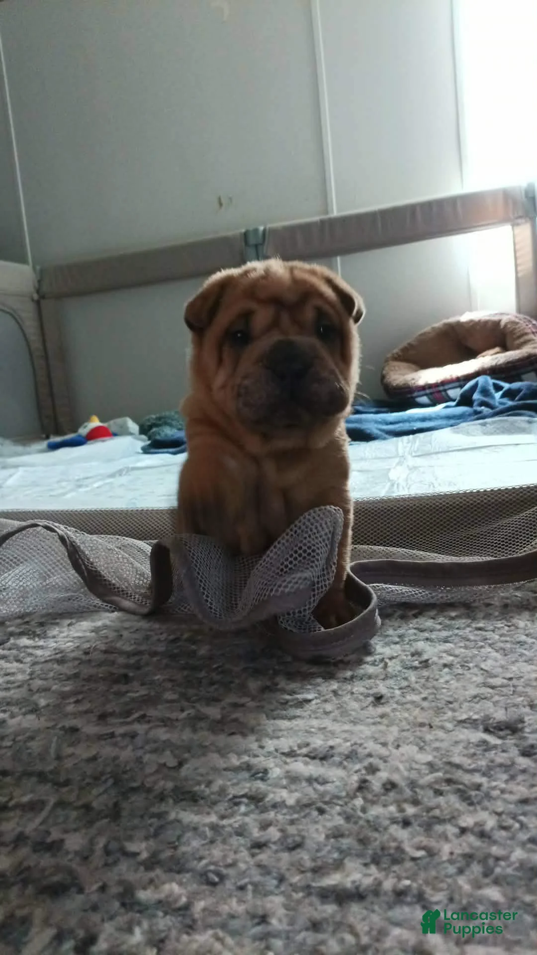 Shar Pei dogs for sale: Shar Pei (female)  - Ad 1
