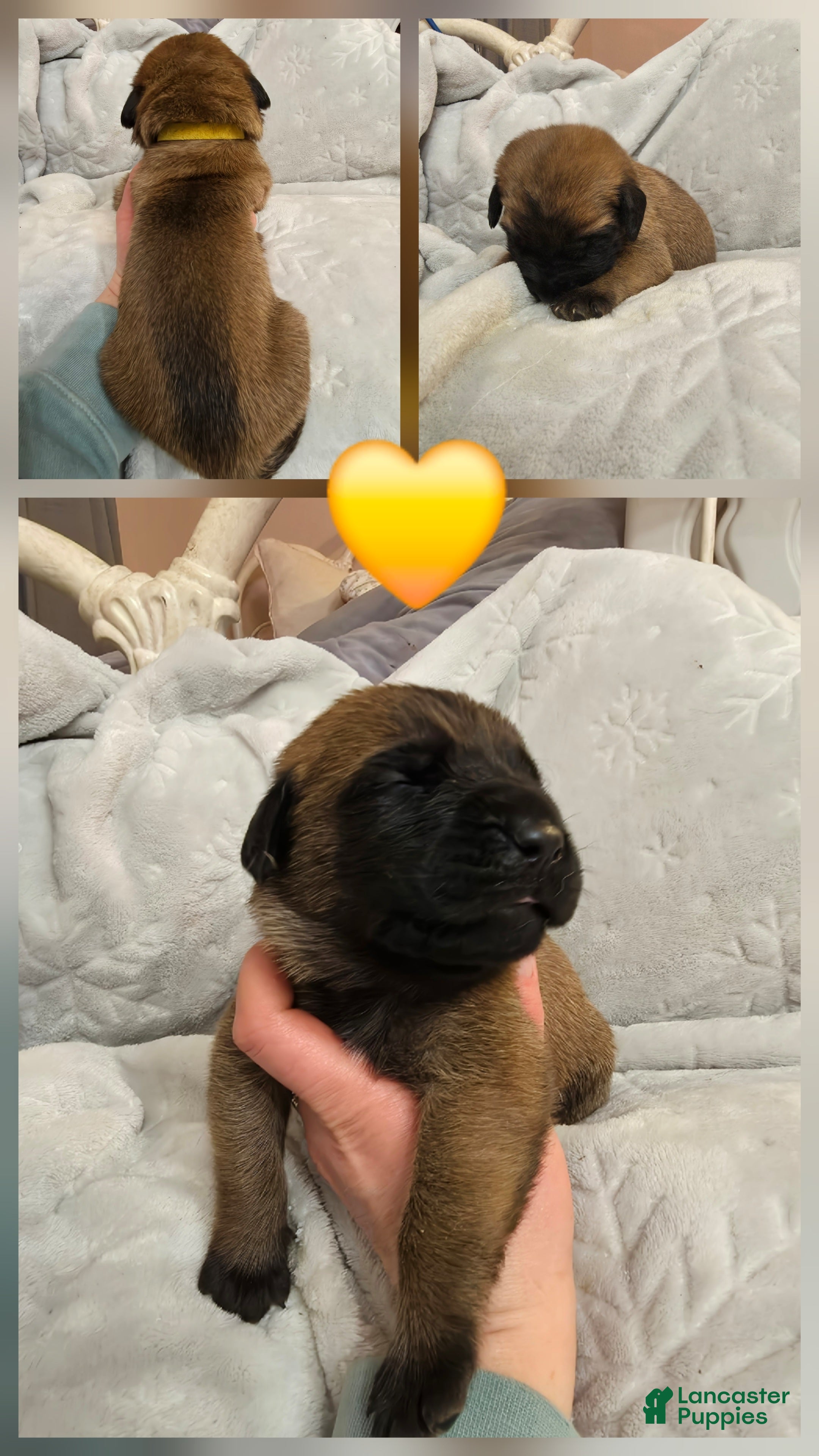 English Mastiff dogs Yellow Collar - Ad 12