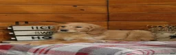 Golden Retriever dogs for sale: Genny - Ad 3