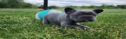 French Bulldog dogs for sale: James  - Ad 2