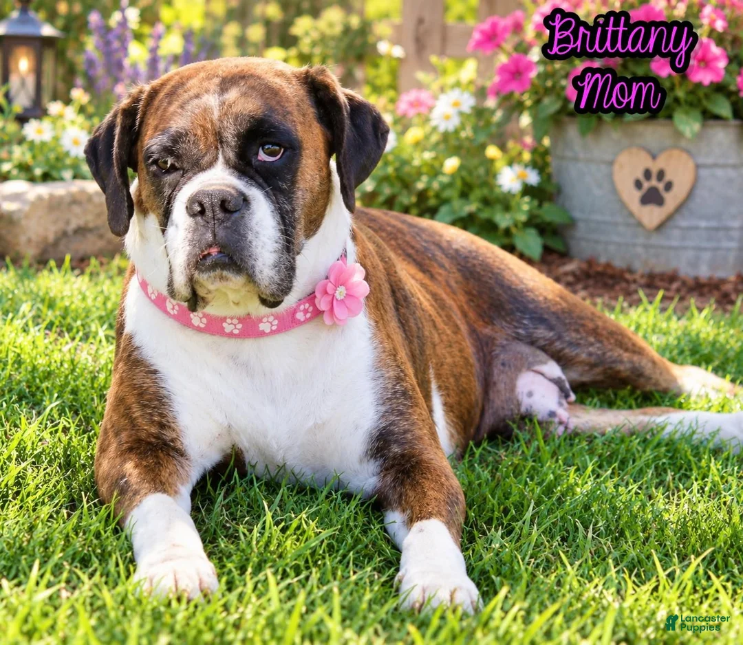 Boxer dogs for sale: Ziva Female AKC Boxer - Ad 19