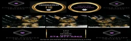 Morkie dogs for sale: Leo - Ad 5