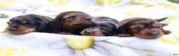 Miniature Dachshund dogs for sale: Milo - Ad 5