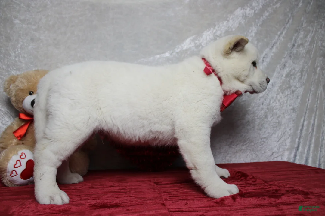 Akita dogs for sale: Jack  - Ad 9