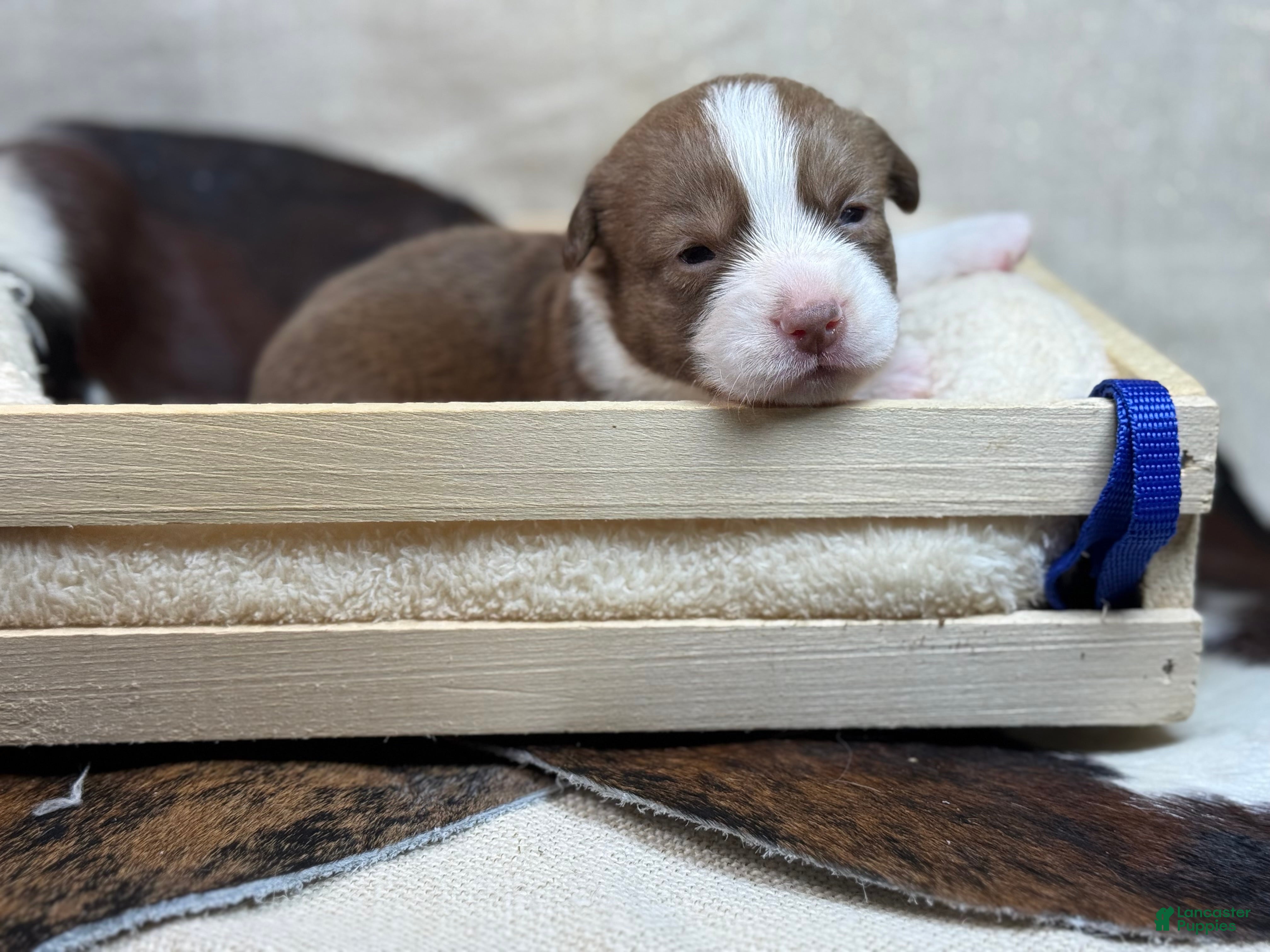 Mixed Breed dogs Blue collar boy - Ad 20