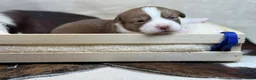 Mixed Breed dogs for sale: Blue collar boy - Ad 1