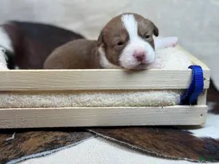 Mixed Breed dogs Blue collar boy - Ad 20