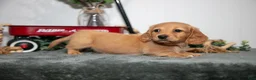 Miniature Dachshund dogs for sale: Duke - Ad 2