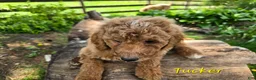 Goldendoodle dogs for sale: Goldendoodle Puppy 8 - Ad 30