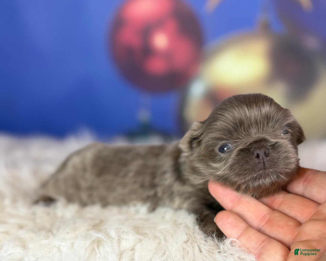 Pekingese dogs for sale: AKC DNA OFA Buddy lilac - Ad 10