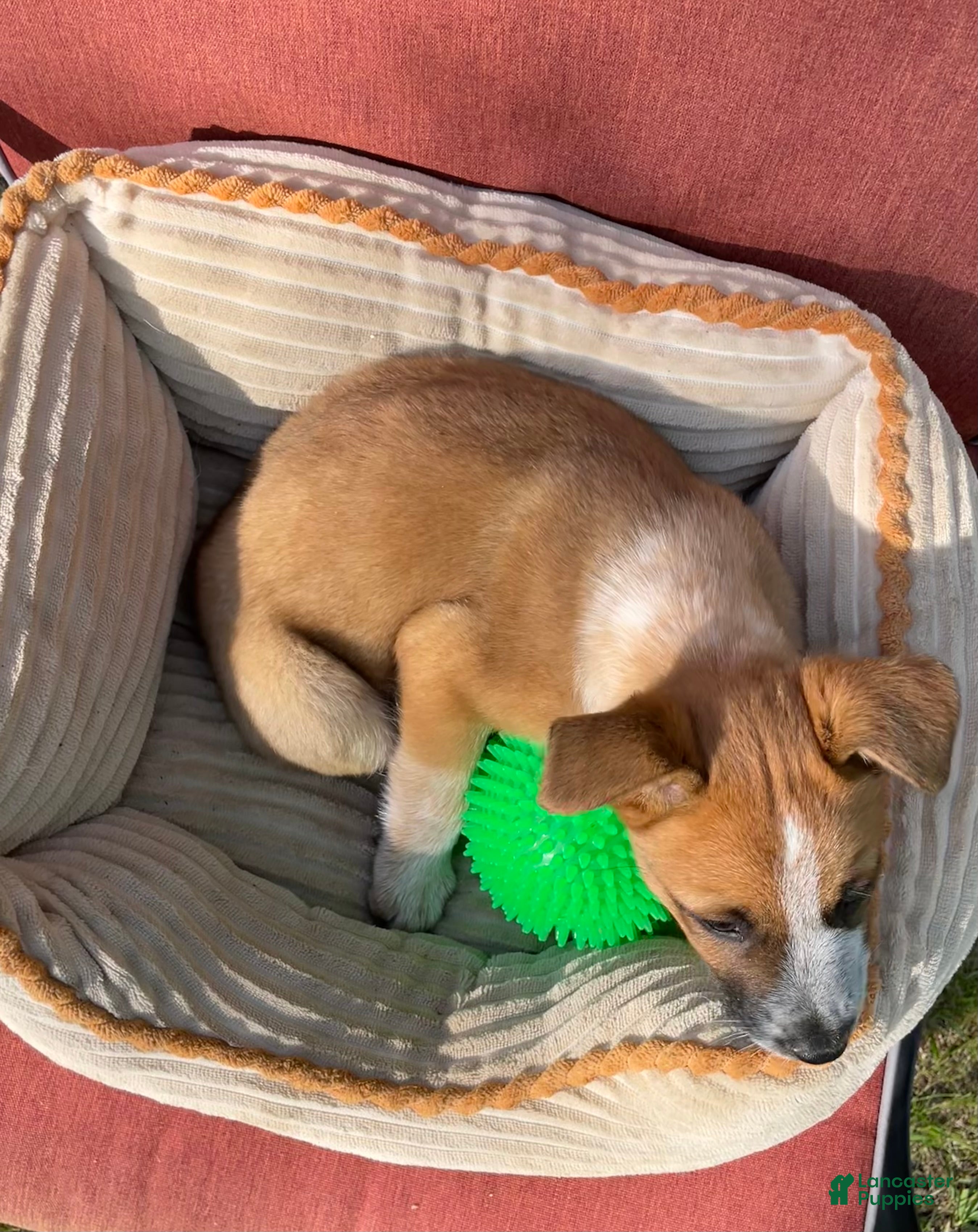 Mixed Breed dogs Hunter  - Ad 2