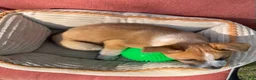 Mixed Breed dogs for sale: Hunter  - Ad 2