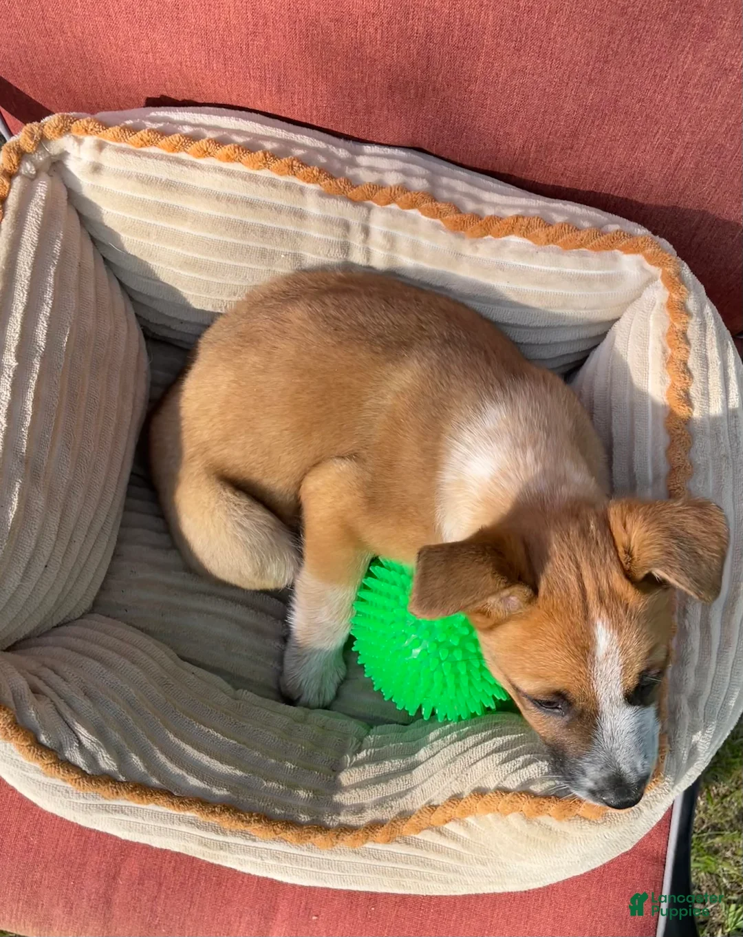 Mixed Breed dogs for sale: Hunter  - Ad 2