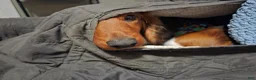 Miniature Dachshund dogs for sale: Harriet - Ad 9