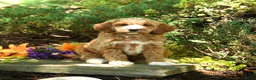 Mini Goldendoodle dogs for sale: Forest - Ad 3