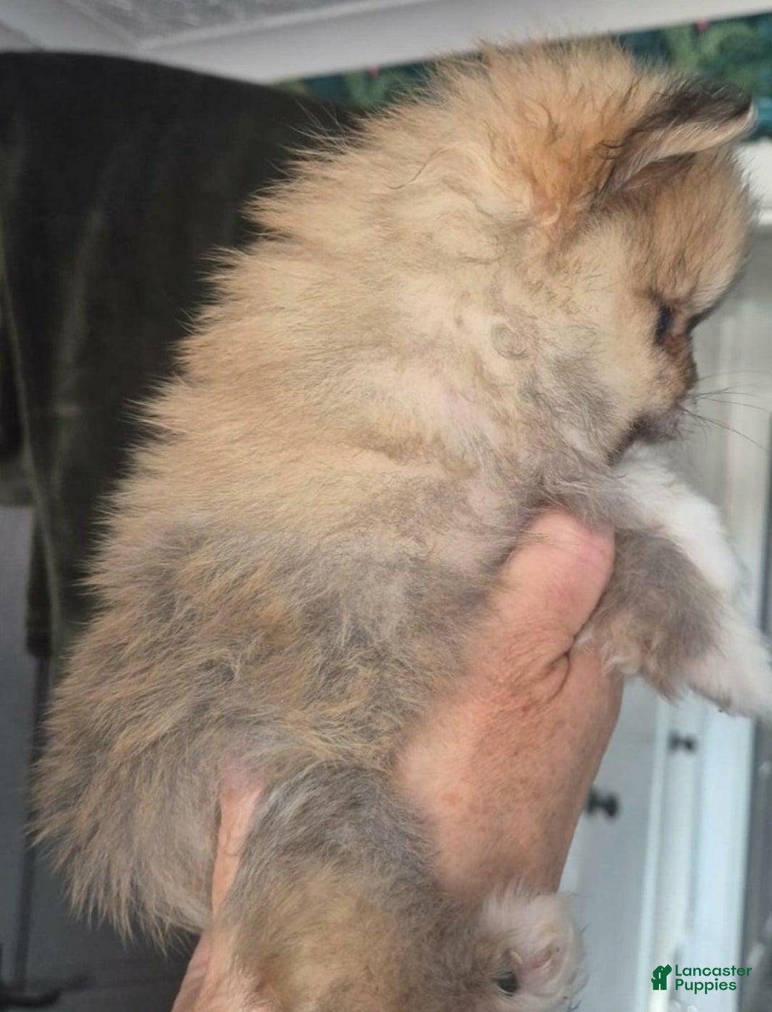 Pomeranian dogs for sale: Naya - Ad 11