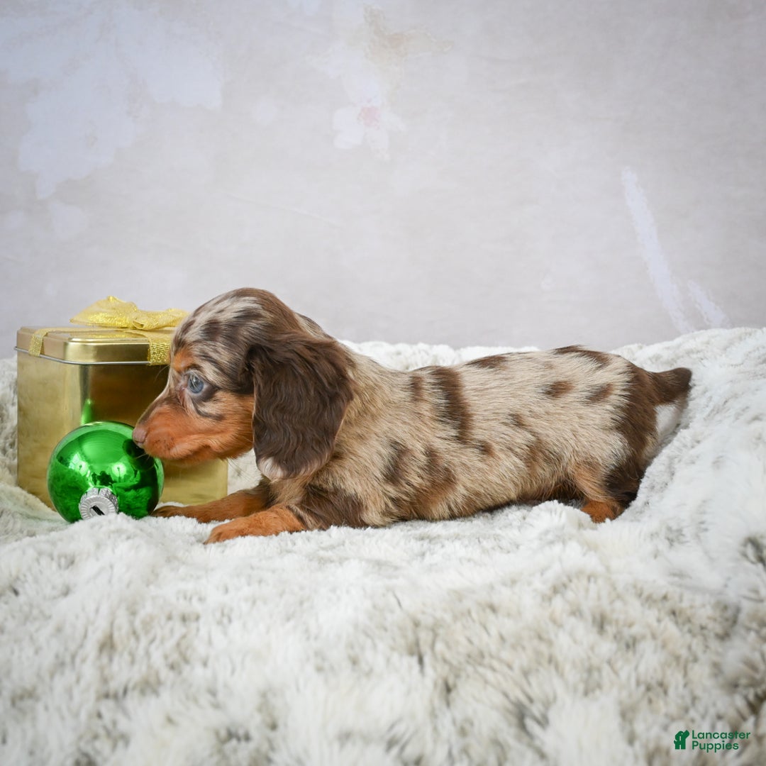 Miniature Dachshund dogs for sale: Parker - Ad 5