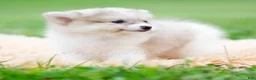 Pomeranian dogs for sale: Lucas - Ad 8