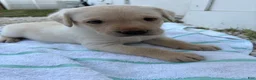 Labrador Retriever dogs for sale: Labrador Retriever Puppy 3 - Ad 4