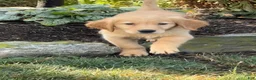 Golden Retriever dogs for sale: Kevin - Ad 3