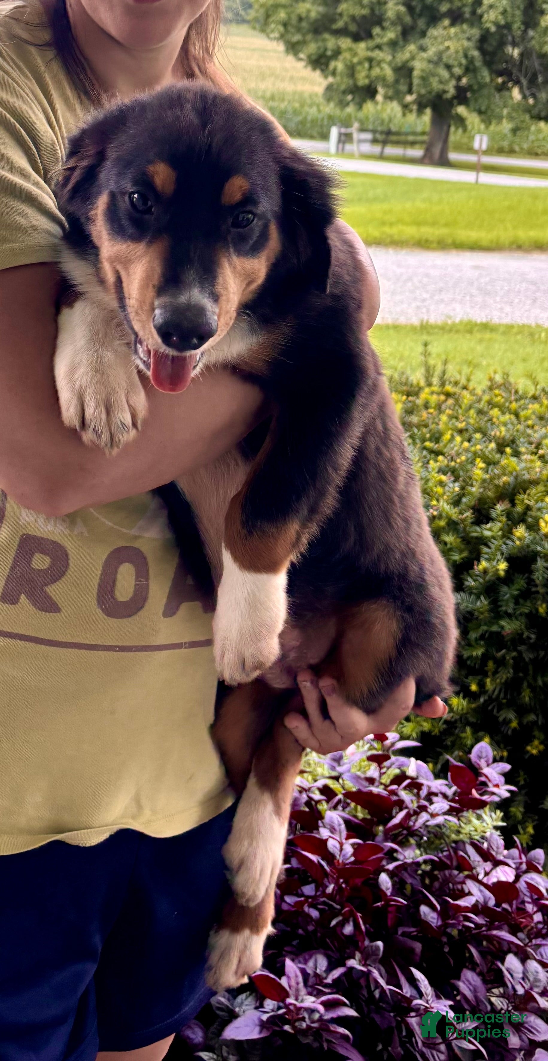 Miniature Australian Shepherd dogs #9 Sam - Ad 2
