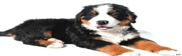 Bernese Mountain Dog dogs for sale: Bear - Ad 8