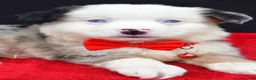 Miniature Australian Shepherd dogs for sale: Chopper - Ad 5