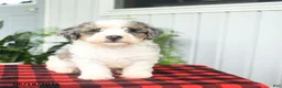 Mini Bernedoodle dogs for sale: Cara  - Ad 5
