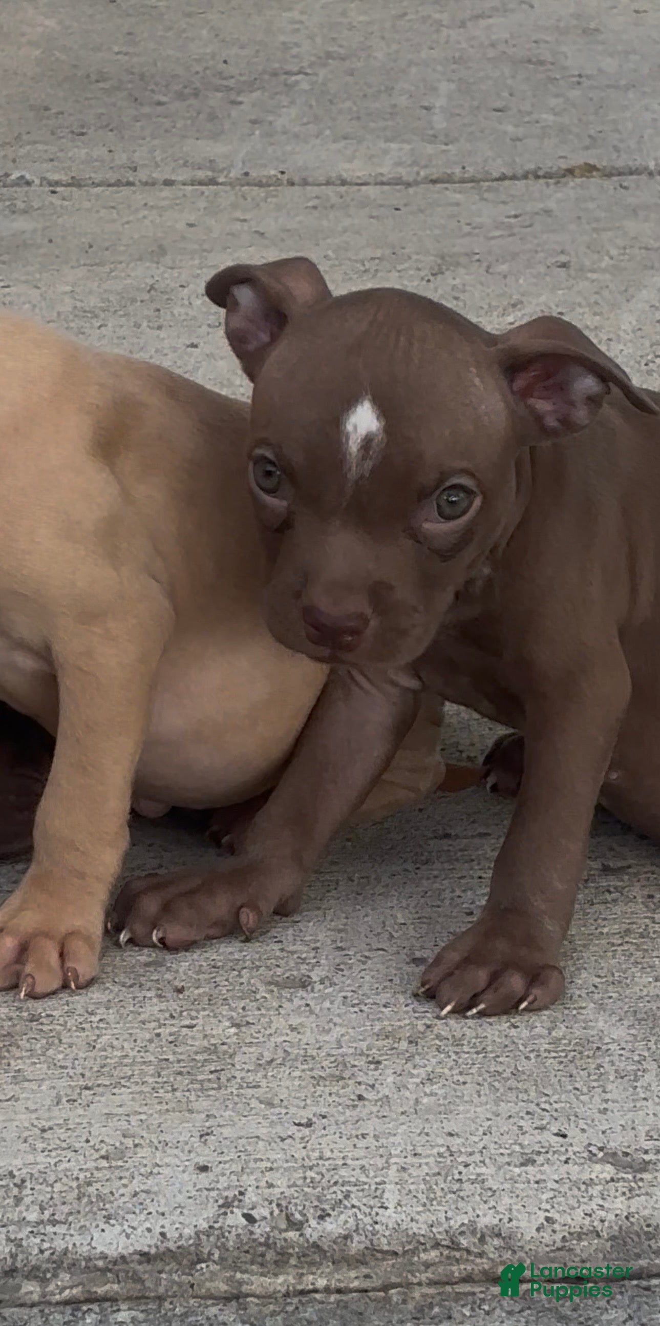 American Pit Bull Terrier dogs American Pit Bull Terrier 2 - Ad 36