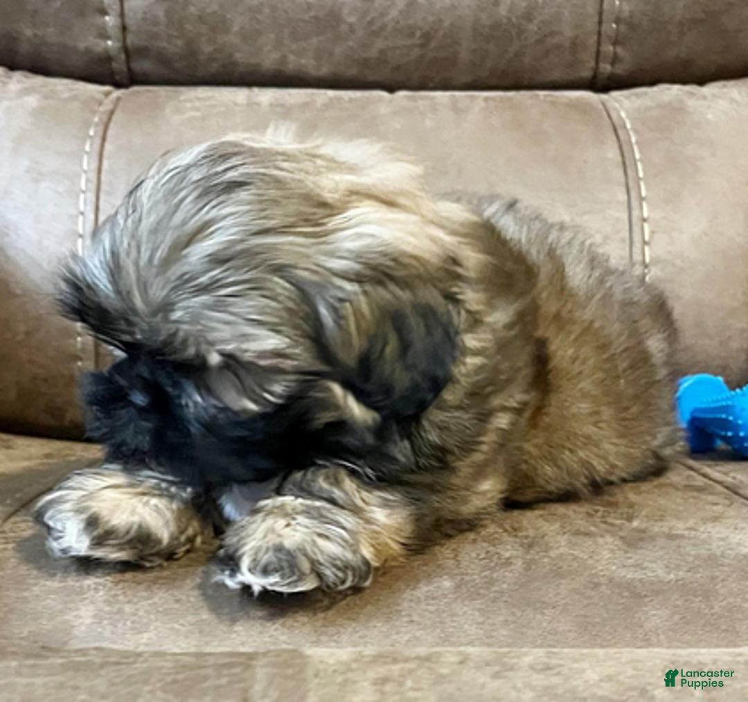 Shih Tzu dogs for sale: AKC Woody - Ad 6