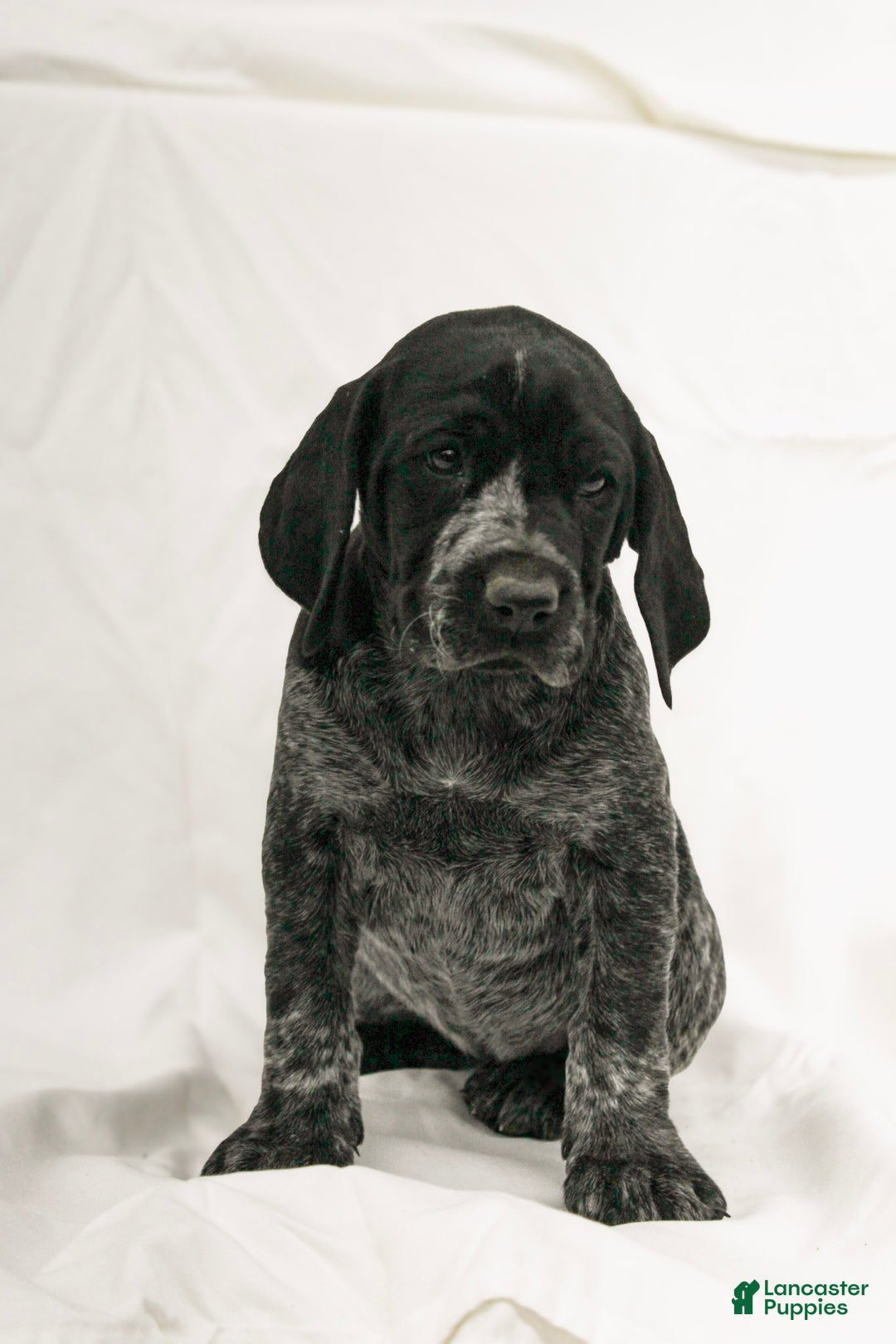 German Shorthaired Pointer dogs for sale: Rosie - Ad 1
